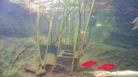 San Diego - Japanese Koi Pond