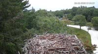 Falmouth - Waquoit Bay Reserve - Nido de águila pescadora