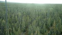 Delta Junction - Fort Greely - Taiga