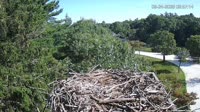 Falmouth - Waquoit Bay Reserve - Nido del falco pescatore