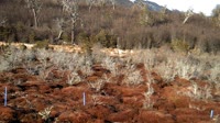 Navarino - Puerto Williams - Ethnobotanischer Park Omora
