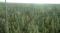 Delta Junction - Fort Greely - Tajga