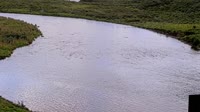 Kodiak - Dog Salmon River