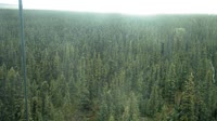 Delta Junction - Fort Greely - Taiga