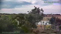 Westminster - Standley Lake Regional Park - Weißkopfseeadler