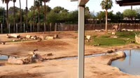 Tucson - Reid Park Zoo