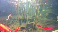 San Diego - Koi Pond