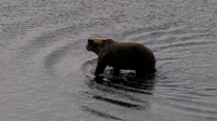 Kodiak - Dog Salmon River