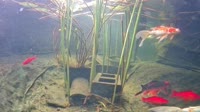 San Diego - Japanese Koi Pond