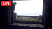 Green Bay - Pulliam Plant - Briess Falcon