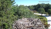 Falmouth - Waquoit Bay Reserve - Nido del falco pescatore
