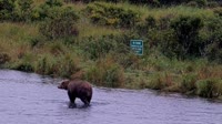 Kodiak - Dog Salmon River