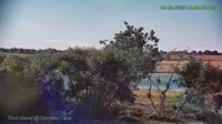 Westminster - Standley Lake Regional Park - Aquile calve