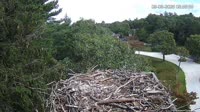Falmouth - Waquoit Bay Reserve - Nido del falco pescatore
