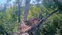 Loudoun - Dulles Greenway - Nido d'aquila