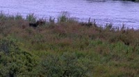 Kodiak - Dog Salmon River