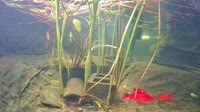 San Diegas - Koi Pond