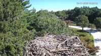 Falmouth - Waquoit Bay Reserve - Osprey Nest
