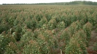 Itatinga - Lobo - Eukalipto plantacija