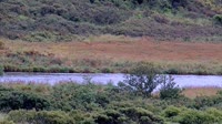 Kodiak - Dog Salmon River