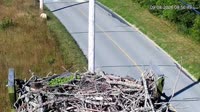Fishers Island - Osprey nest