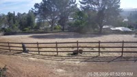 San Diego - Foaling stall