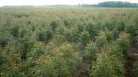 Itatinga - Lobo - Plantacja eukaliptusa
