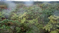 Itatinga - MataFlux-Restaurierungsbepflanzung