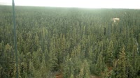 Delta Junction - Fort Greely - Taiga