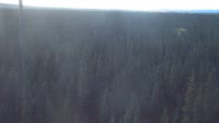 Delta Junction - Fort Greely - Taïga