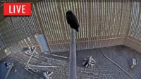 Brookfield - Raptor Flight Facility