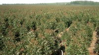 Itatinga - Lobo - Eukalipto plantacija