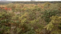 Itatinga - MataFlux restauracinis sodinimas