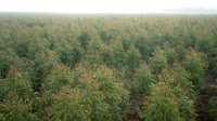 Itatinga - Lobo - Plantación de eucaliptos