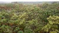 Itatinga - Plantation de restauration MataFlux