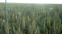 Delta Junction - Fort Greely - Taiga