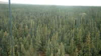 Delta Junction - Fort Greely - Tajga