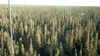 Delta Junction - Fort Greely - Tajga