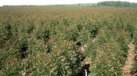 Itatinga - Lobo - Plantación de eucaliptos