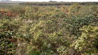 Itatinga - Plantación de restauración MataFlux