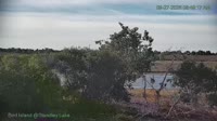 Westminster - Standley Lake Regional Park - Aquile calve