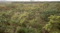 Itatinga - MataFlux restauracinis sodinimas