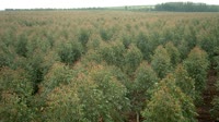 Itatinga - Lobo - Plantacja eukaliptusa
