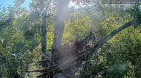 Loudoun - Dulles Greenway - Eagle nest