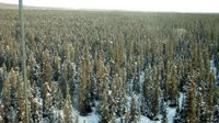 Delta Junction - Fort Greely - Taïga
