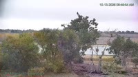 Westminster - Standley Lake Regional Park - Weißkopfseeadler