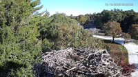 Falmouth - Waquoit Bay Reserve - Osprey Nest