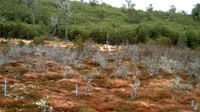Navarino - Puerto Viljamsas - Omoros etnobotanikos parkas