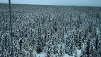 Delta Junction - Fort Greely - Taiga