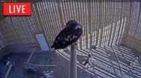Brookfield - Raptor Flight Facility